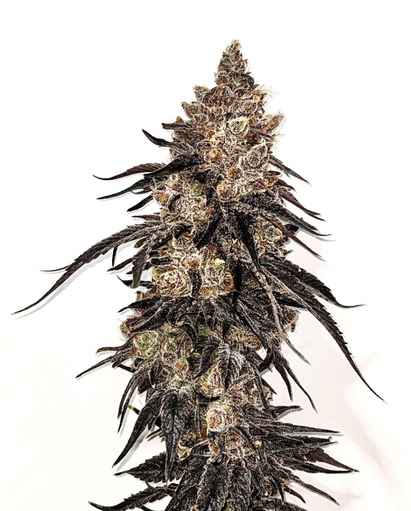 420 at The Green Planet