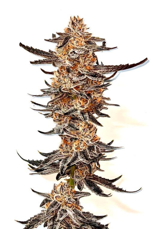 420 at The Green Planet