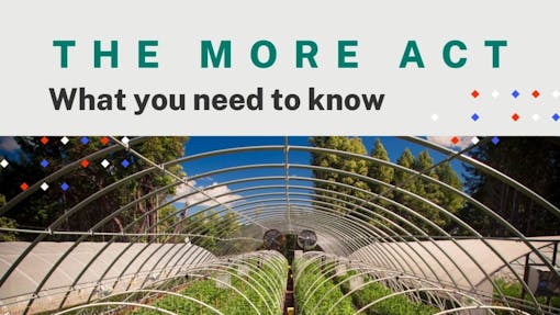 the phrase "the MORE ACT: What you need to know" above photo of cannabis plants growing outdoors