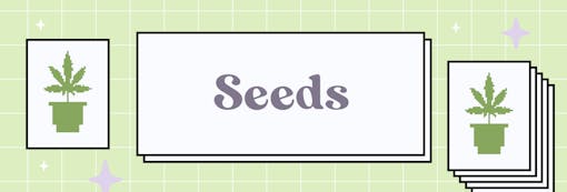 ‘Eyes wide like cherry pies’: grow a pound of Cherry Punch this year. (David Downs/Leafly)