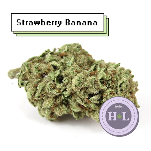 Alpenglow Farms' Strawberry Banana outdoor 2021 via Solful. Hybrid. (David Downs/Leafly)