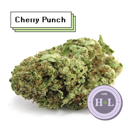 The whole damn cake and the cherry on top’: Symbiotic Genetics Cherry Punch, grown by Almora, CA outdoor, 2021. A balanced hybrid. (David Downs/Leafly)