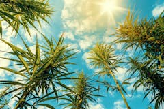 Cannabis Plants on Field with Blue Sky and Sun on Background