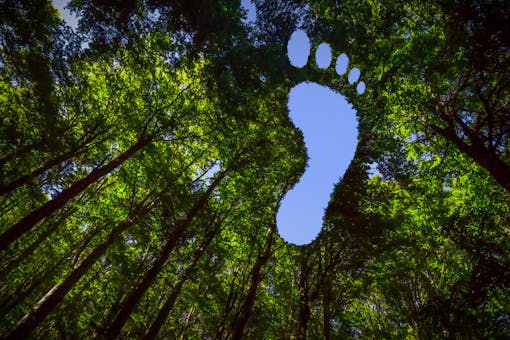 The Canopy of this Forest has Hole in the Shape of a Barefoot Footprint