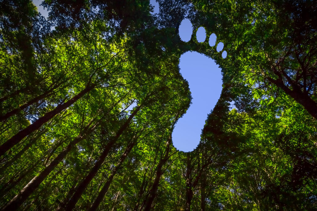 The canopy of this forest has a hole in the shape of a barefootprint