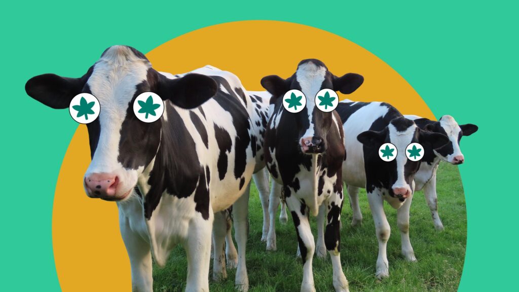 illustration-of-cows-with-weed-eyes