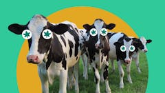 illustration-of-cows-with-weed-eyes