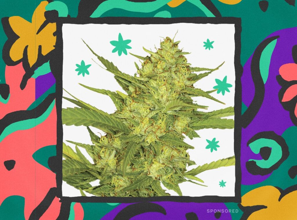 Cannabis-Blume