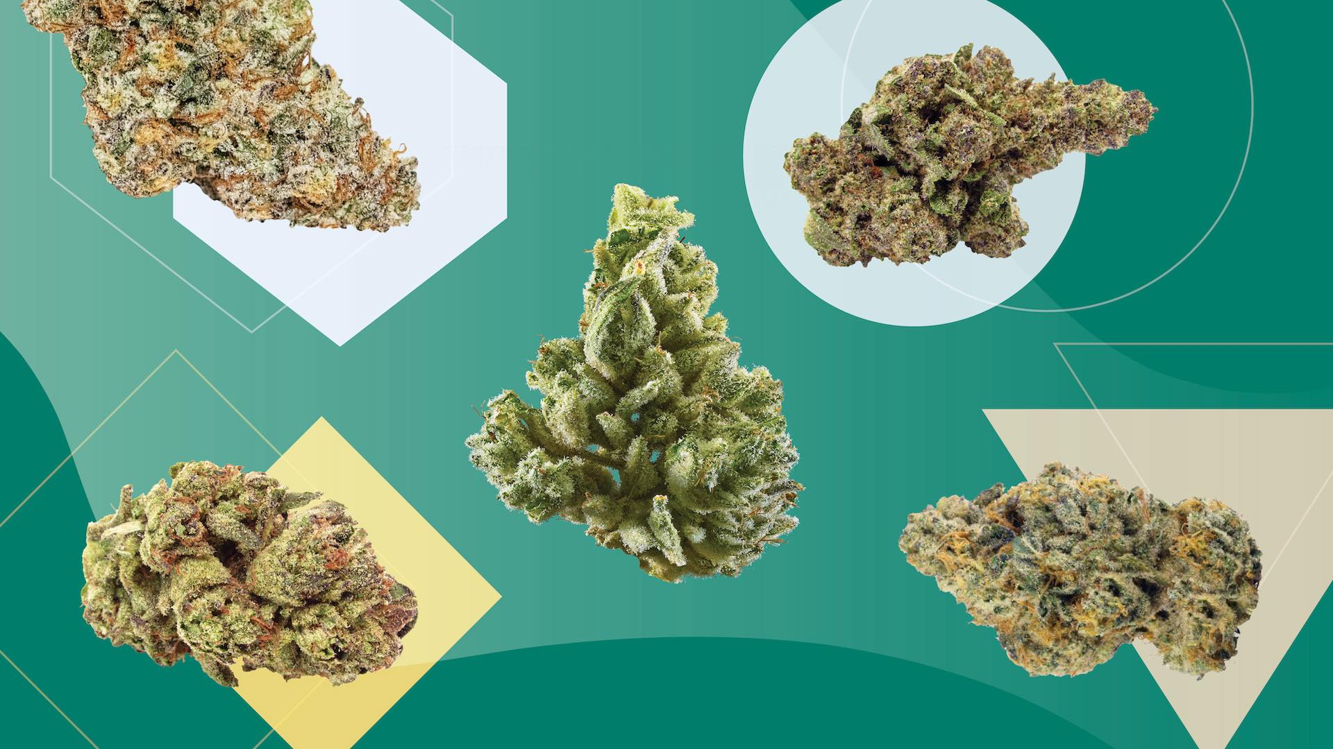 strongest THC indica, sativa, and hybrid weed strains Leafly