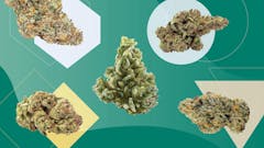 strongest marijuana strains