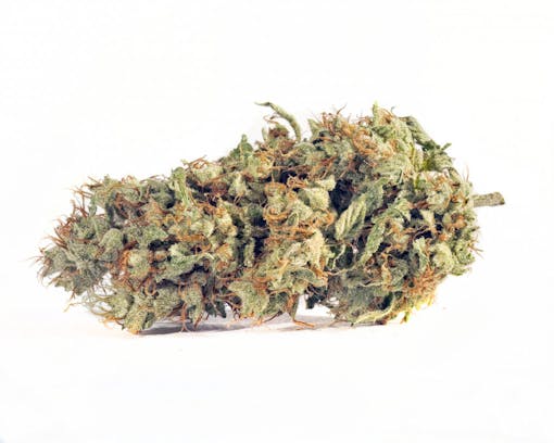 Fortissimo bred by Green Dot Labs grown by Gnome Grown (Ryan Herron for Leafly)