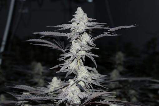 MAC1 bred by Capulator grown by LA Made. Hybrid. (courtesy LA Made)