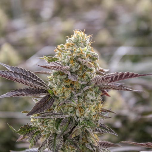 Trophy Wife, a Triangle Mints F2. Indica hybrid. (Courtesy Phat Panda).