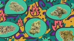 America’s best weed strains of 420 ’23 includes 14 strains sold in 18 states; with Lemon Cherry Gelato, Triangle Kush, and Hash Burger (SashaBeck/Leafly)