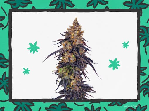 blueberry muffins marijuana strain