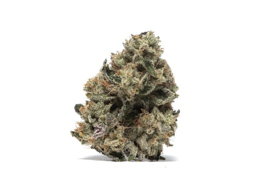 Dogwalker OG x Horchata marijuana strain