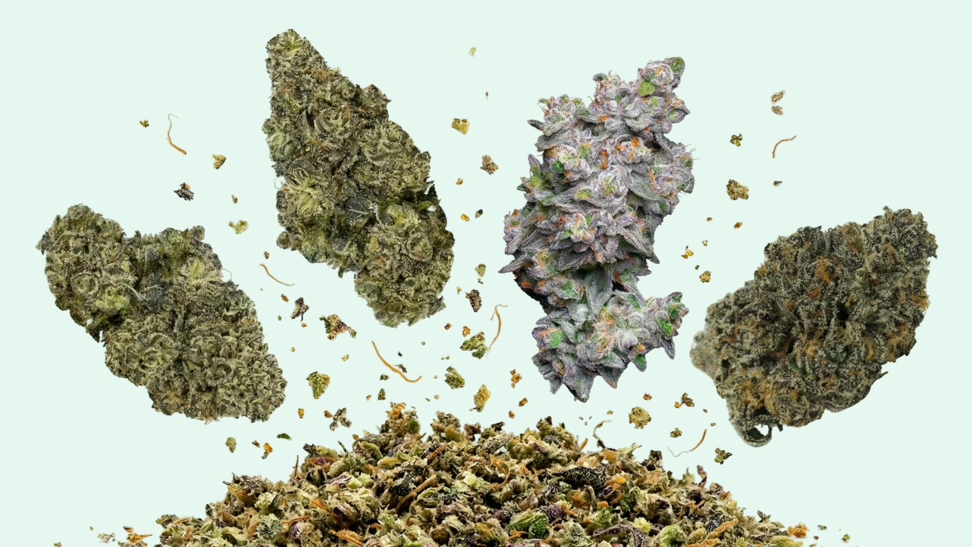 What are the strongest cannabis strains? image