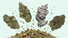strongest marijuana strains