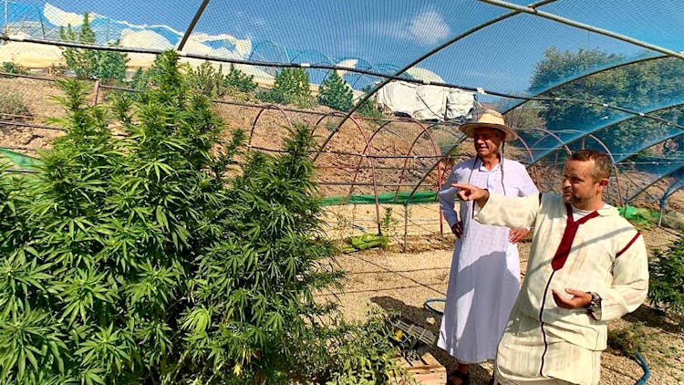 Four essential strains from a legendary European cultivar image