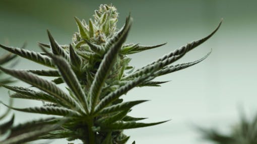 Nick D'Amelio, head of cultivation for TerrAscend