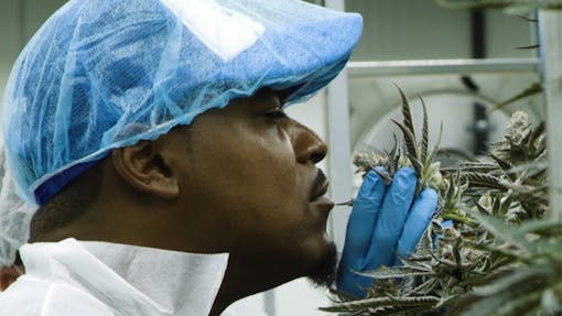 Leafly contributor Mikhail Harrison smells the goods at TerrAscend's Boonton, NJ grow facility. (Jon Bain)