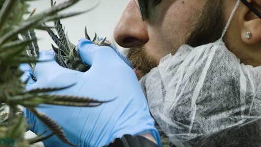 Nick D'Amelio, head of cultivation for TerrAscend