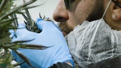 Nick D'Amelio, head of cultivation for TerrAscend