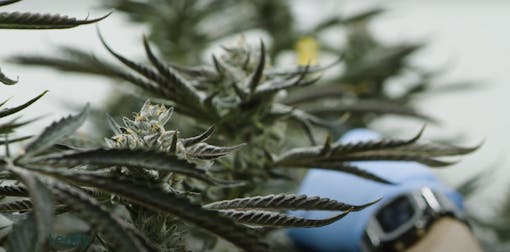 No official Cookies on Day 1 of legal sales in New Jersey, but it's coming. TerrAscend will be the only Cookies supplier in The Garden State. (Jon Bain)