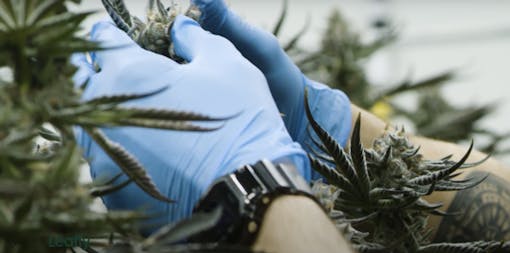 Nick D'Amelio TerrAscend Head cultivator