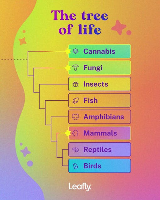 illustration-of-the-tree-of-life