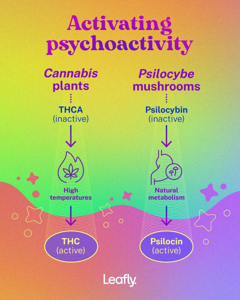 illustration-of-how-psychedelic-substances-are-activated