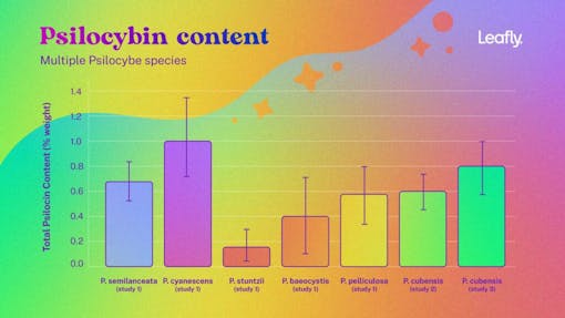 illustration-of-different-psilocybin-content-in-different-mushrooms