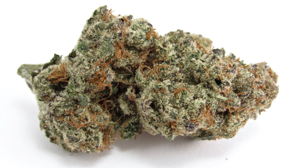 Horchata grown by SOG Santa Rosa (David Downs/Leafly)