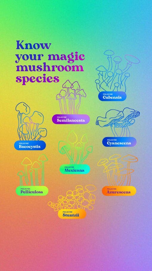illustration-of-mushroom-species