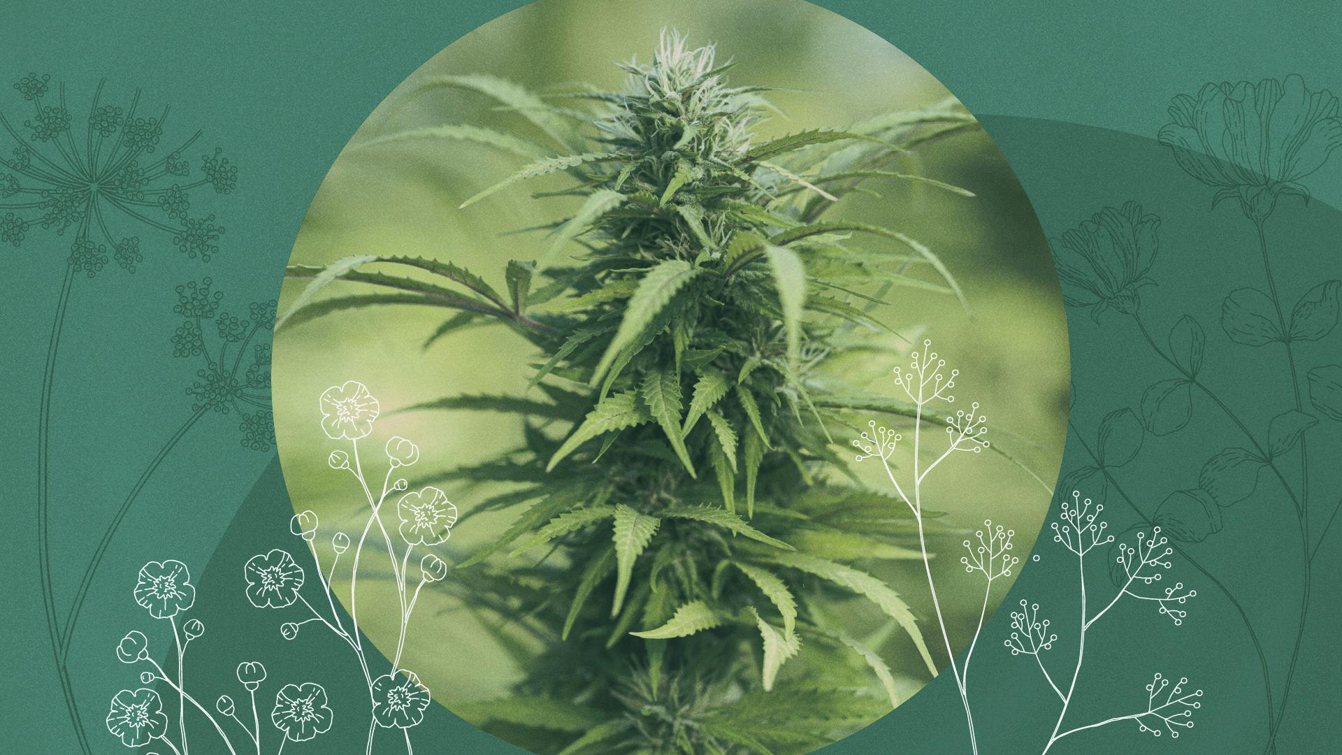 Companion planting: What grows best with weed image