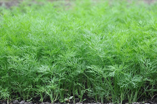 Organically grown dill in the soil. Organic farming in rural area.