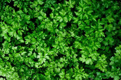 Parsley background, parsley plantation in the garden, seen from above