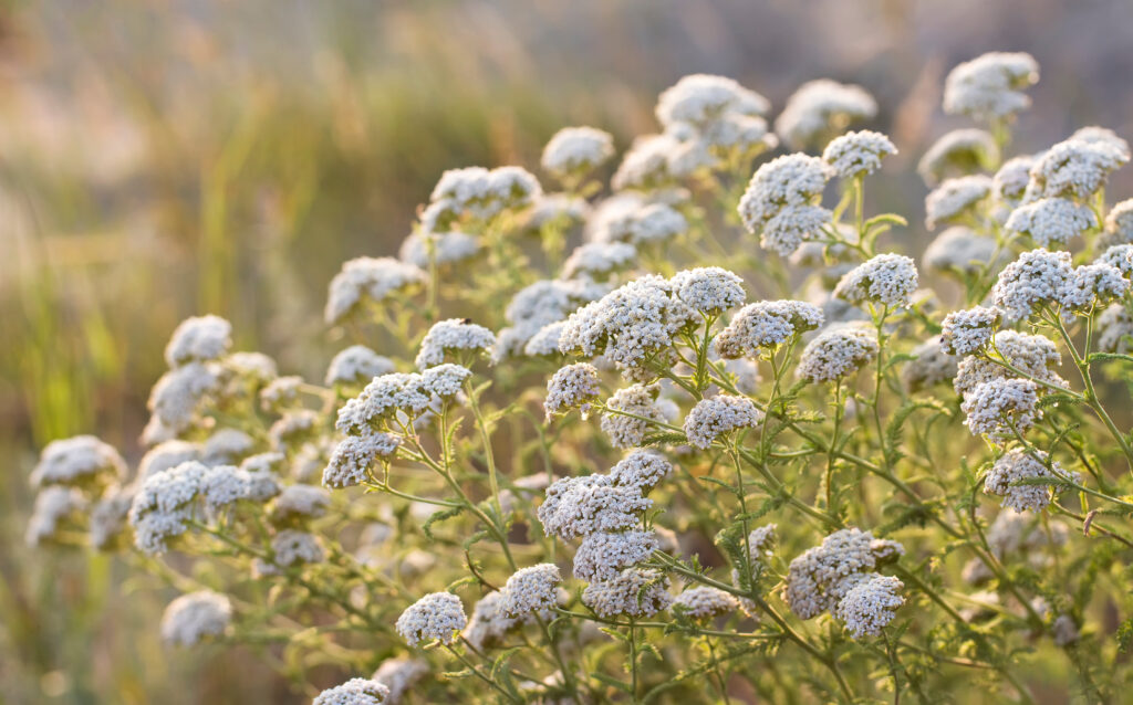 medicinal yarrow flowers in the sunset light
