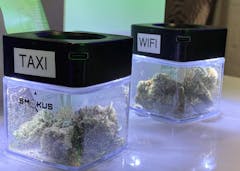 two cube-shaped jars holding weed nugs, labeled TAXI and WIFI, in the glow of a purple light