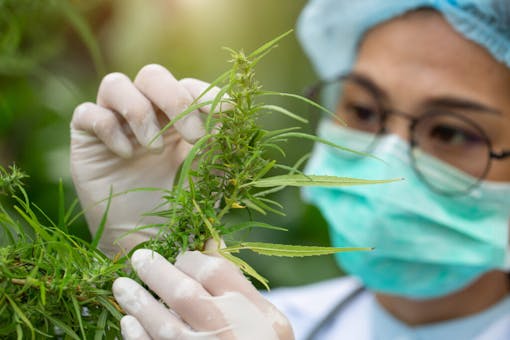 Female scientist in a hemp field checking plants