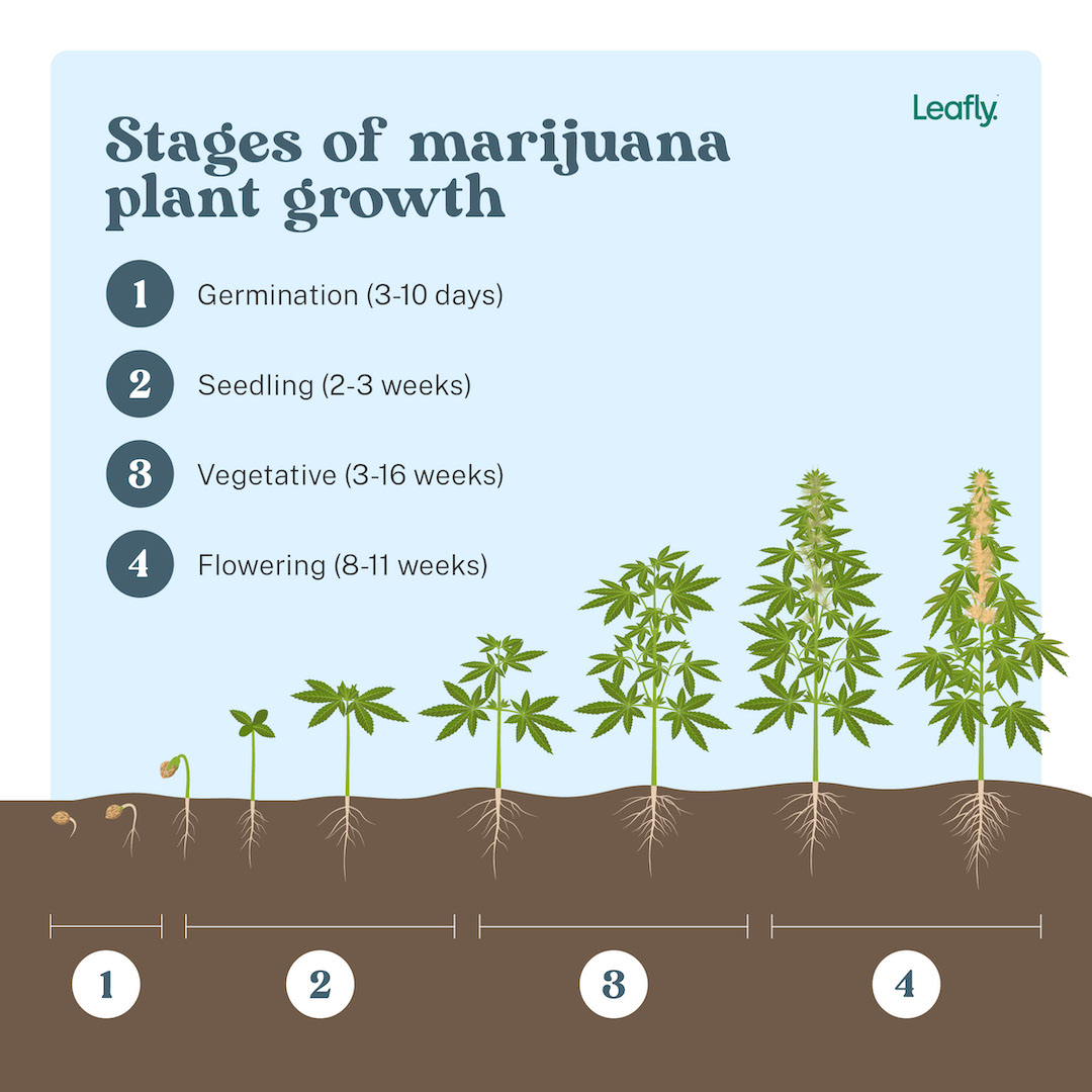 4 Stages Of Marijuana Plant Growth | Leafly