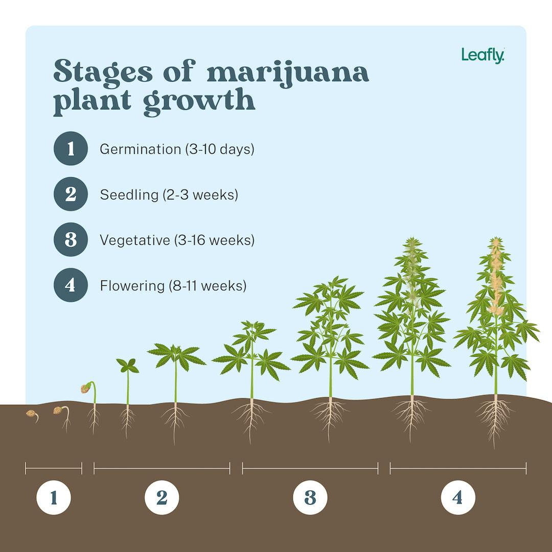 4 Stages of Marijuana Plant Growth | Leafly