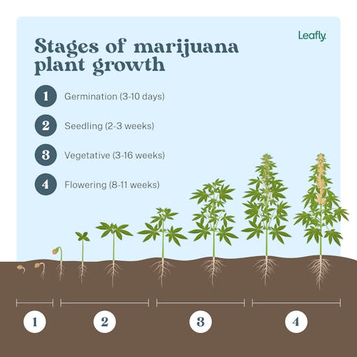 4 Stages of Marijuana Plant Growth | Leafly