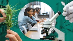 Collage of female presenting researcher and hands conducting cannabis science
