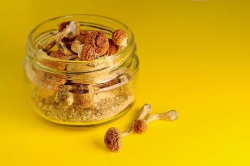 psychedelic mushrooms