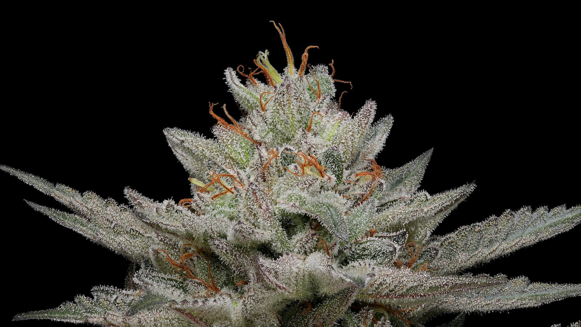 What are autoflower weed plants? image