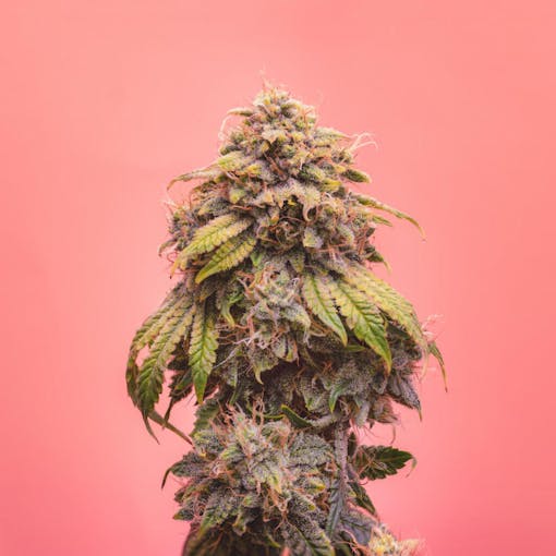 Crem De La Chem by breeder Mephisto Genetics. (Courtesy Mephisto)