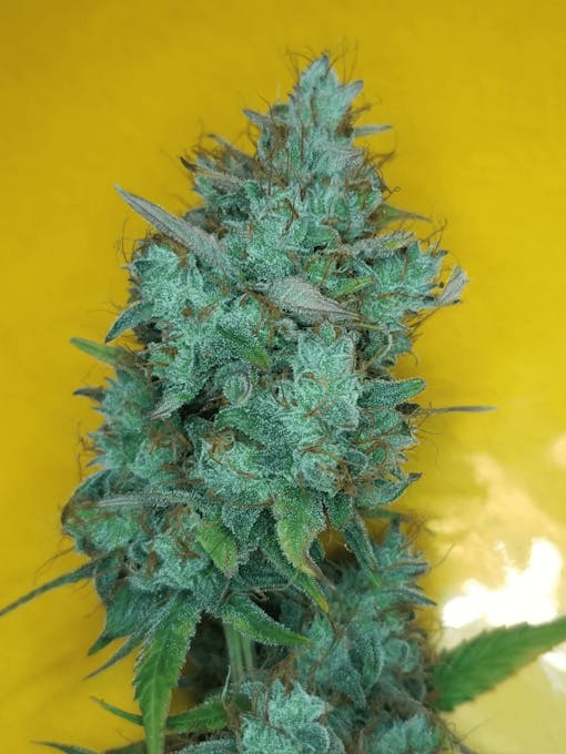 Mango Smile by breeder Mephisto Genetics. (Courtesy Mephisto)