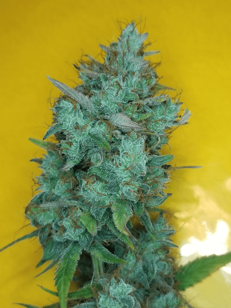 Best autoflower seeds for an epic 2022 garden Leafly