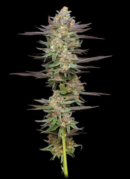 Not your Dad's autoflower seeds: Mint Jelly Auto. (Courtesy Humboldt Seed Company)